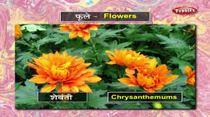 We are providing all flowers name in marathi to english hindi. Learn Flowers In Marathi à¤®à¤° à¤  à¤¶ à¤• à¤¯ Learn Marathi Through English Learn Marathi Grammar Youtube