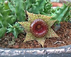 Image result for Huernia longituba