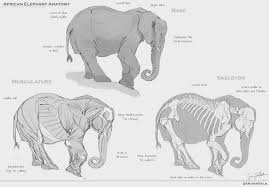 Image result for elephant anatomy