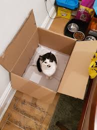 Check spelling or type a new query. Fat Cat In A Box By Queen Koopa On Deviantart