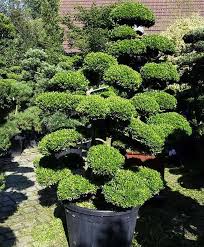 Late winter is perhaps the ideal time to start pruning a yew shrub. Cloud Trees Niwaki Cloud Trees For Sale Online Uk