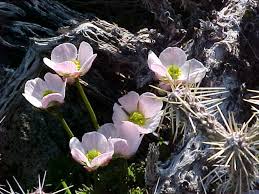 Camilla Pace Prince (1925-1989)