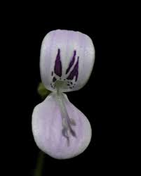 Image result for Hypoestes triflora