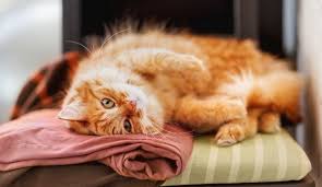 Anda ingin tahu lebih lanjut. 9 Fakta Muezza Kucing Kesayangan Nabi Muhammad Saw