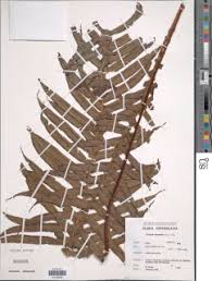 Image result for Blechnum attenuatum