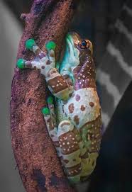 Amphibians Facing Terrifying Rate Of Extinction Amphibians Frog Weird Animals