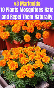 Here are 13 different mosquito repellent plants to help keep mosquitoes away. 10 Plants Mosquitoes Hate And Repel Them Naturally Diy Crafts