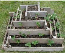 Garden Plants Strawberry Plants Lawn And Garden