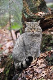Scottish wildcats are descendents of european wildcats. European Wildcat European Wildcat Conservation