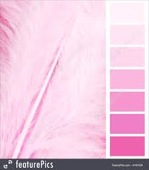 Feather Plumage Pink Color Chart Stock Picture I4167428 At