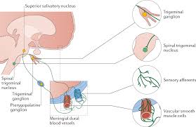 Image result for Gepant