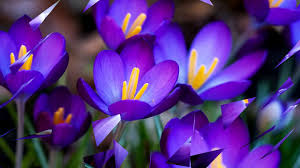 Amazing flowers purple flowers spring flowers beautiful flowers elegant flowers flowers garden exotic flowers yellow roses pink roses. Beautiful Purple Flowers Hd1080p Youtube