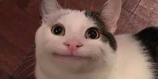 Collection by adina :p • last updated 4 weeks ago. Polite Cat Meme Is This Viral Image Of A Cat Real Or Fake
