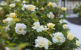 For what it's worth, it's a musk rose introduced by david austin in. The Family The Knock Out Family Of Roses