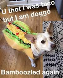 Bamboozled Again By Doggo Taco Dogs Cute Aww Puppies Doglovers Puppy Dog Funny Animal Clips Super Cute Animals Cute Funny Dogs