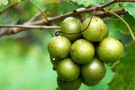 We did not find results for: Alabama Grapes Muscadines Backbone Of Alabama S Wine Industry Agfax