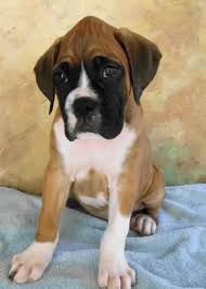 Their tails generally are docked and carried high. Boxer Color Markings Euro Boxx Boxers