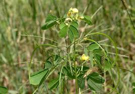 Image result for Senna obtusifolia