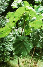 Image result for Neoboutonia