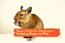 With tons of animation programs out there, it's probably tempting to jump right into the mix. Degu Guide For Beginners Keeping Degus As Pets