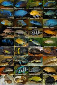 There Are Many Species Of African Cichlids Including The