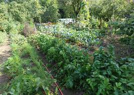 Wir legen einen garten an und. Mein Permakultur Garten