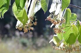A stately pyramidal tree with large shiny green, heart shaped leaves. Harvesting Linden Flowers For Calming Linden Tea Joybilee Farm Diy Herbs Gardening
