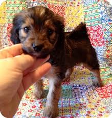 Center for animal rescue & enrichment of st. St Louis Mo Maltese Meet Amy A Pet For Adoption