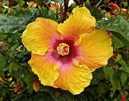 Image result for Hibiscus engleri