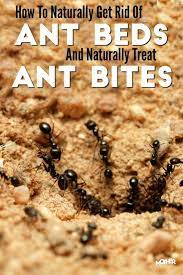 Within a few days, the queen will consume the borax and die. How To Get Rid Of Ant Beds And Treat Ant Bites Naturally Ant Bites Rid Of Ants Get Rid Of Ants