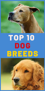 Top 10 Comforting Dog Breeds As Esa In 2020 Dog Breeds Top 10 Dog Breeds Emotional Support Dog