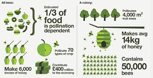 Honey bees are great at pollinating plants and gathering food for their hive, but how do they do it? Would We Starve Without Bees Bbc Teach