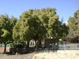 Image result for Salacia rhodesiaca