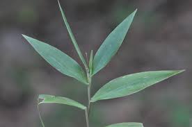 Image result for Oplismenus hirtellus