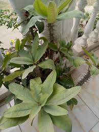 Image result for Euphorbia didiereoides