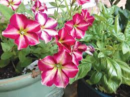 Are you fond of flowers? Some Common Garden Plants Might Help Keep The Bugs Away The Sumter Item