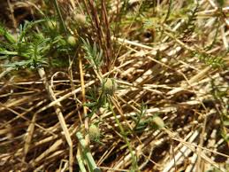 Image result for Xenostegia pinnata