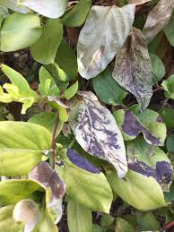 Check spelling or type a new query. Honeysuckle Has Yellowing Leaves And Black Spots 409771 Ask Extension