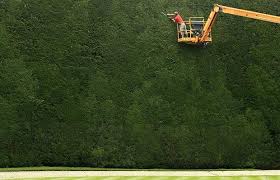 Maybe you would like to learn more about one of these? When Do You Cut Back A Leylandii Hedge The Garden Of Eaden