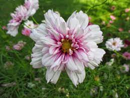 Cosmos Bipinnatus Double Click Bicolor Pink Botanical Gardens Cosmos Flower Garden Plants
