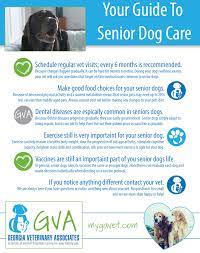Your Guide To Senior Dog Care Senior Dog Dog Care Dog Wellness