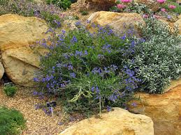 Image result for Anchusa capensis