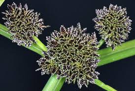 Image result for Cyperus alopecuroides