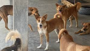 Veterinary Association Says Proposed Dog Law Introduces Registration, Not a “Dog Tax”
