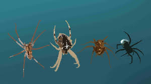 Image result for große winkelspinne biss haut reaktion