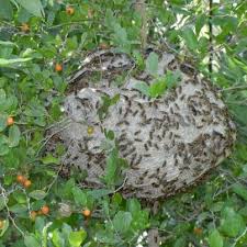 Professional pest control management services for residential and commercial. Pest Control Exterminator San Antonio Texas Pest Control Bee Removal Wildlife Removal Rodent Control