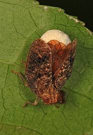 Image result for Hugonia elliptica