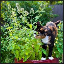 We did not find results for: Catnip Catswort Catmint Herb Seed à¤« à¤² à¤• à¤¬ à¤œ M S N Seeds Dhubri Id 20815504573