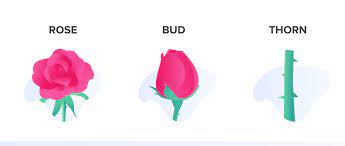 Flowers from a female cannabis plant, especially after being harvested and prepared for smoking or other. Rose Bud Thorn Design Thinking Exercise Easyretro Former Funretro