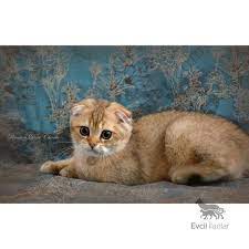 golden scottish fold erkek scottish fold hayvan kedi